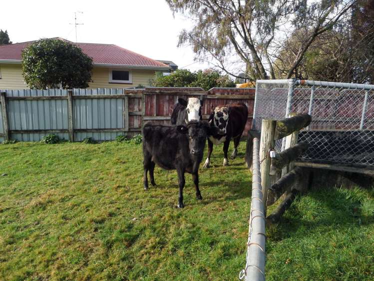 Harrison Street Featherston_7