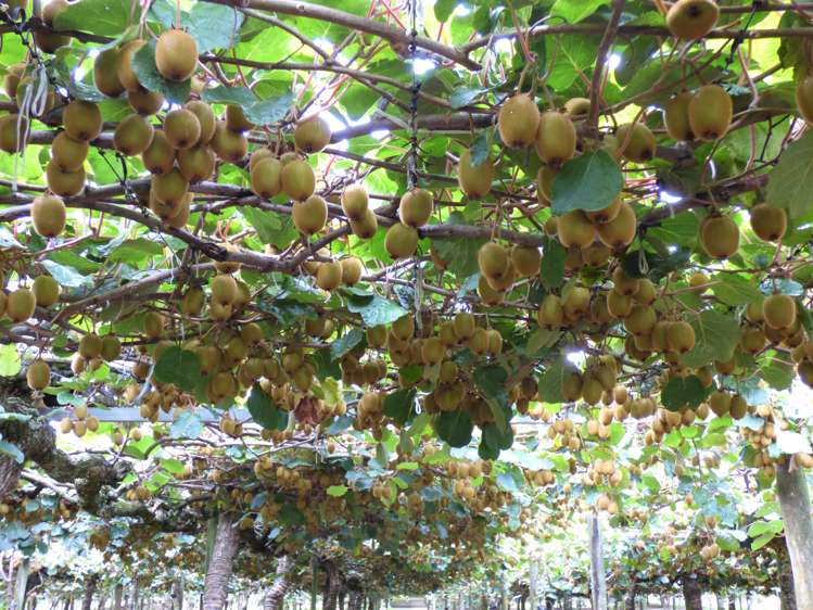 1335a No 3 Road Te Puke_4