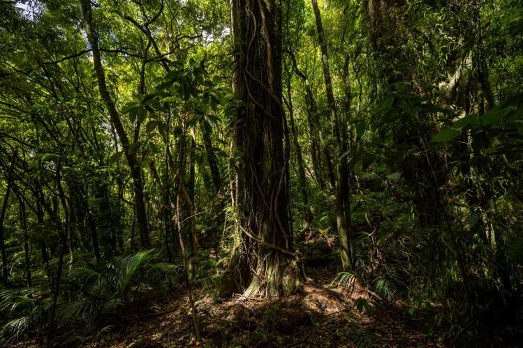 185 Kanuka Rise Wakapuaka_17