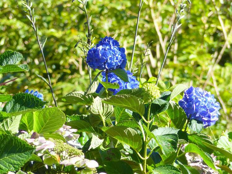 53 Kitewaho Road Swanson_77