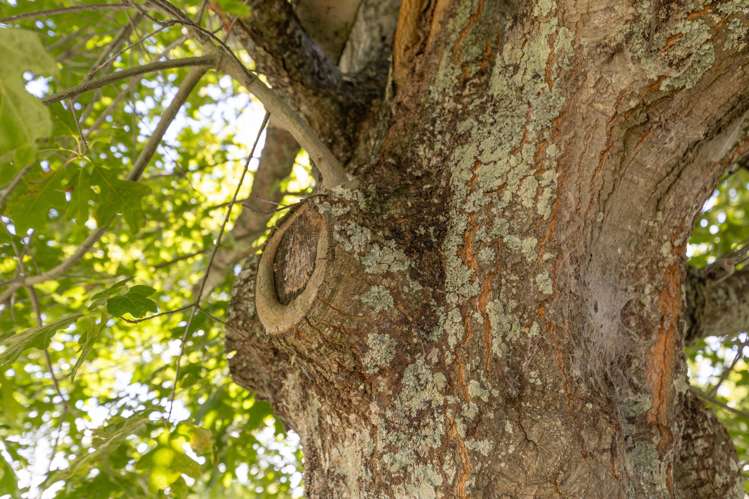 13 Caesar Roose Place Huntly_15