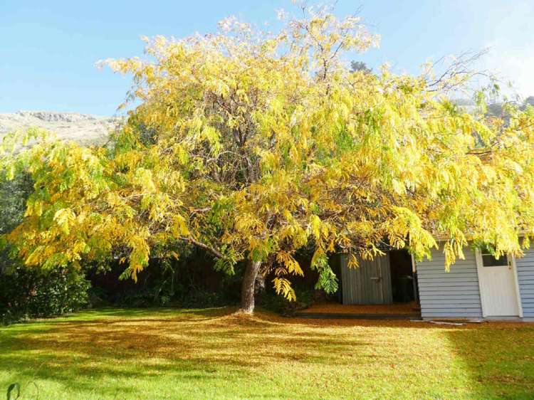 6 Campbell Street Sumner_15