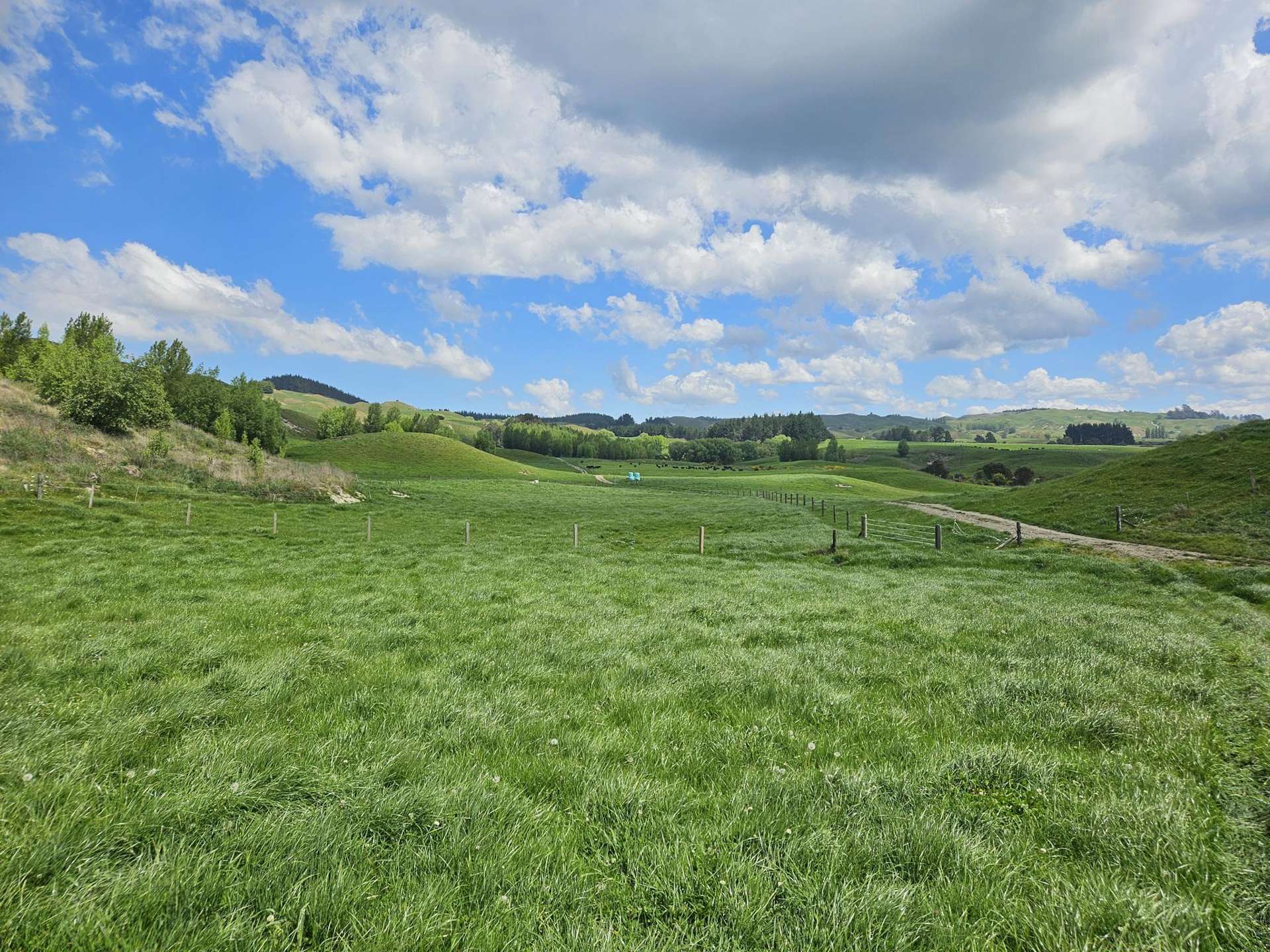 1428 Salisbury Road Kereru_0