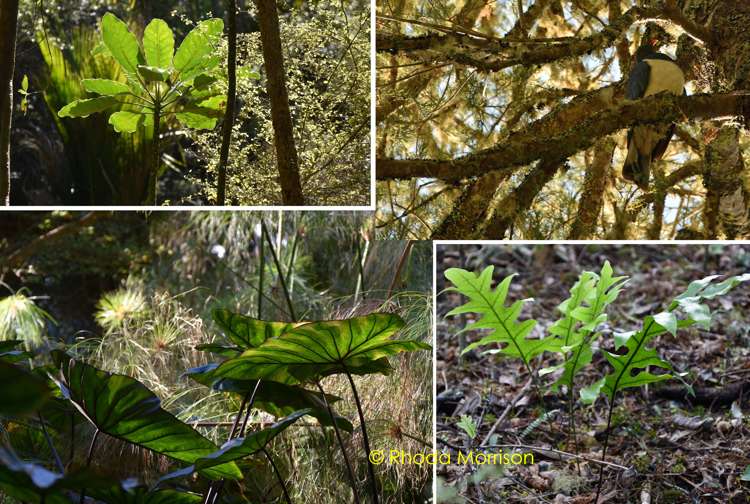 229 Pahi Road Paparoa_20