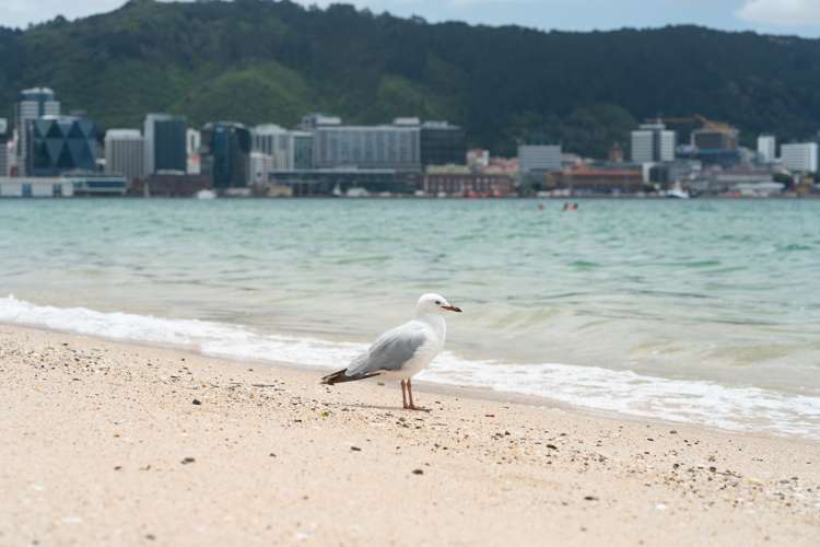 1B/236 Oriental Parade Oriental Bay_12