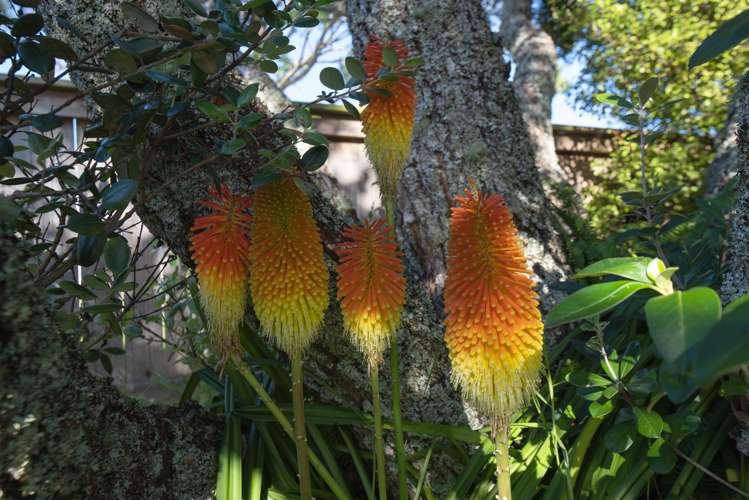 17 Holt Avenue Torbay_6