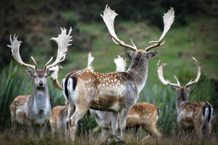 146 Fuller Road South Head_2