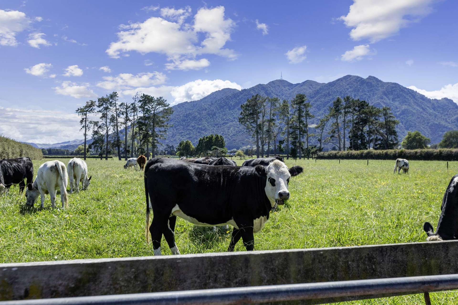 111 O'Donoghue Road Te Aroha_0