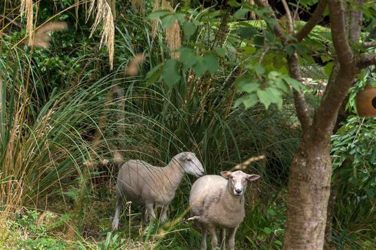 11 Florey Heights Springfield_12