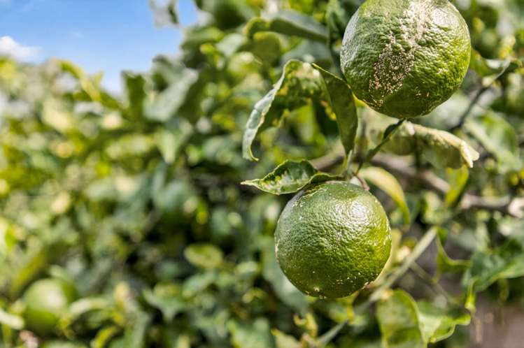 9A Norfolk Drive Mangawhai Heads_26