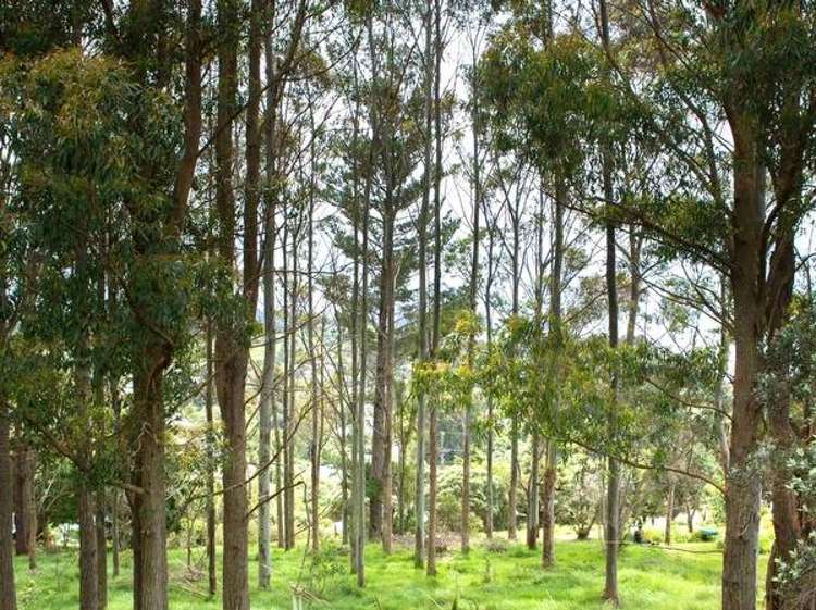 64 Trig Hill Road Onetangi_10