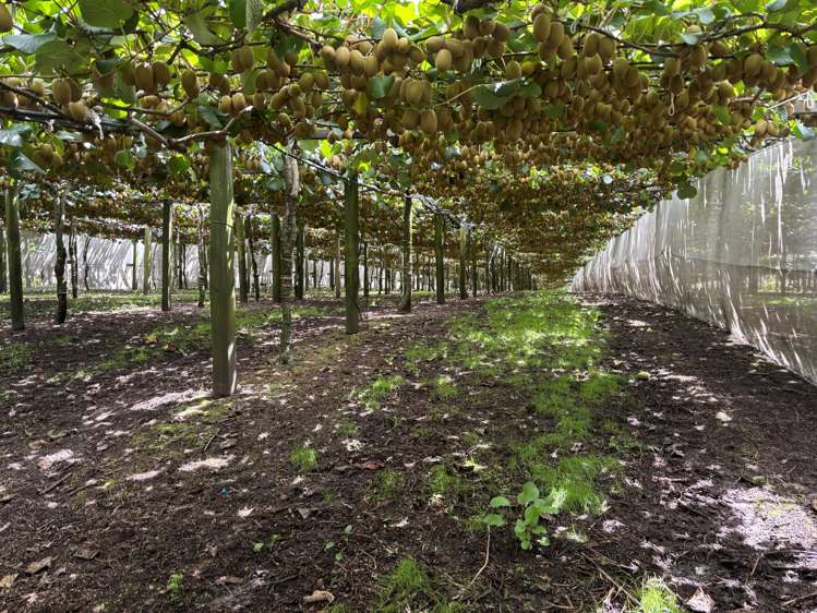 20 Ronalds Lane Te Puke_5