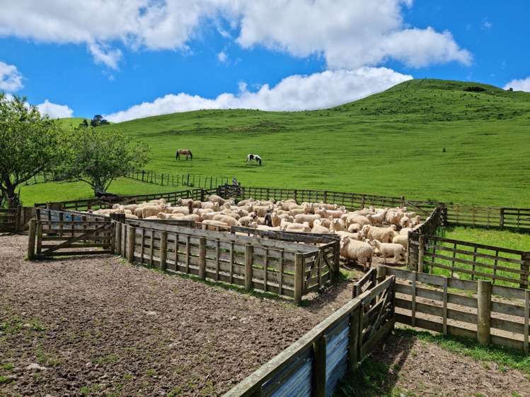 852 Mangawara Road Tahuna_5