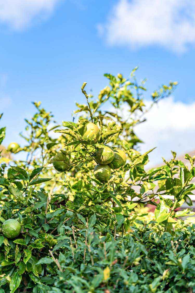 3/1 Dinniss Avenue Regent_8