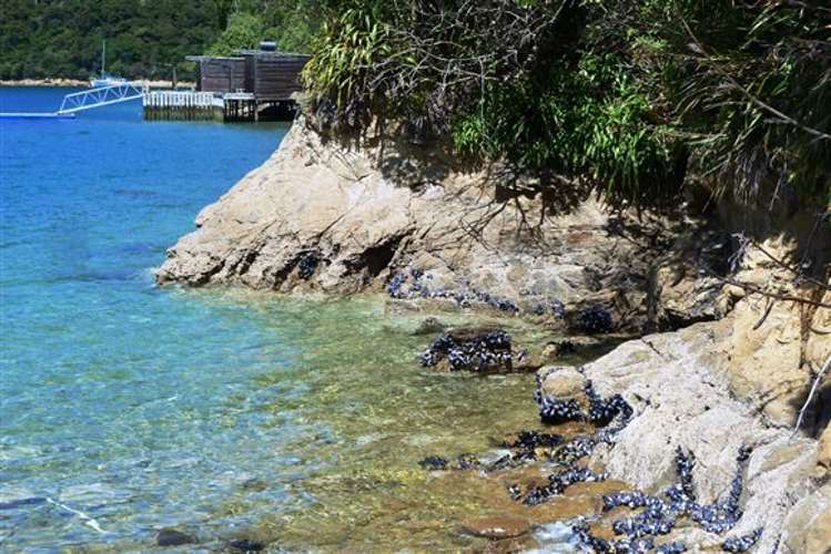 Arthurs Bay Kenepuru Sound_10