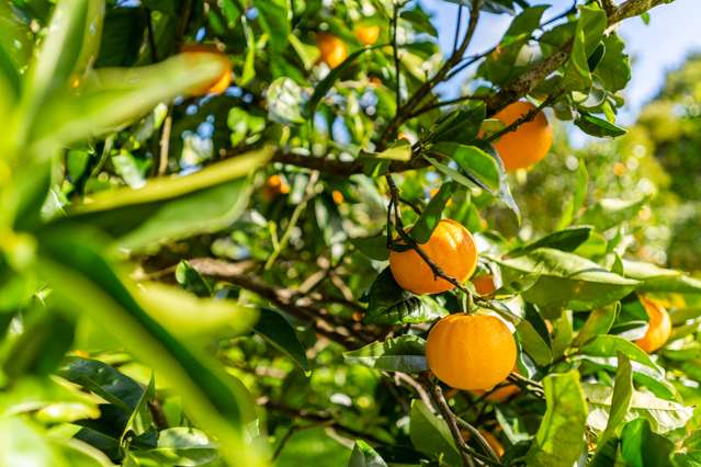 52B Hooks and Halls Road Waimamaku_1