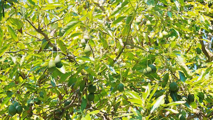 142 Takahe Road Titirangi_20