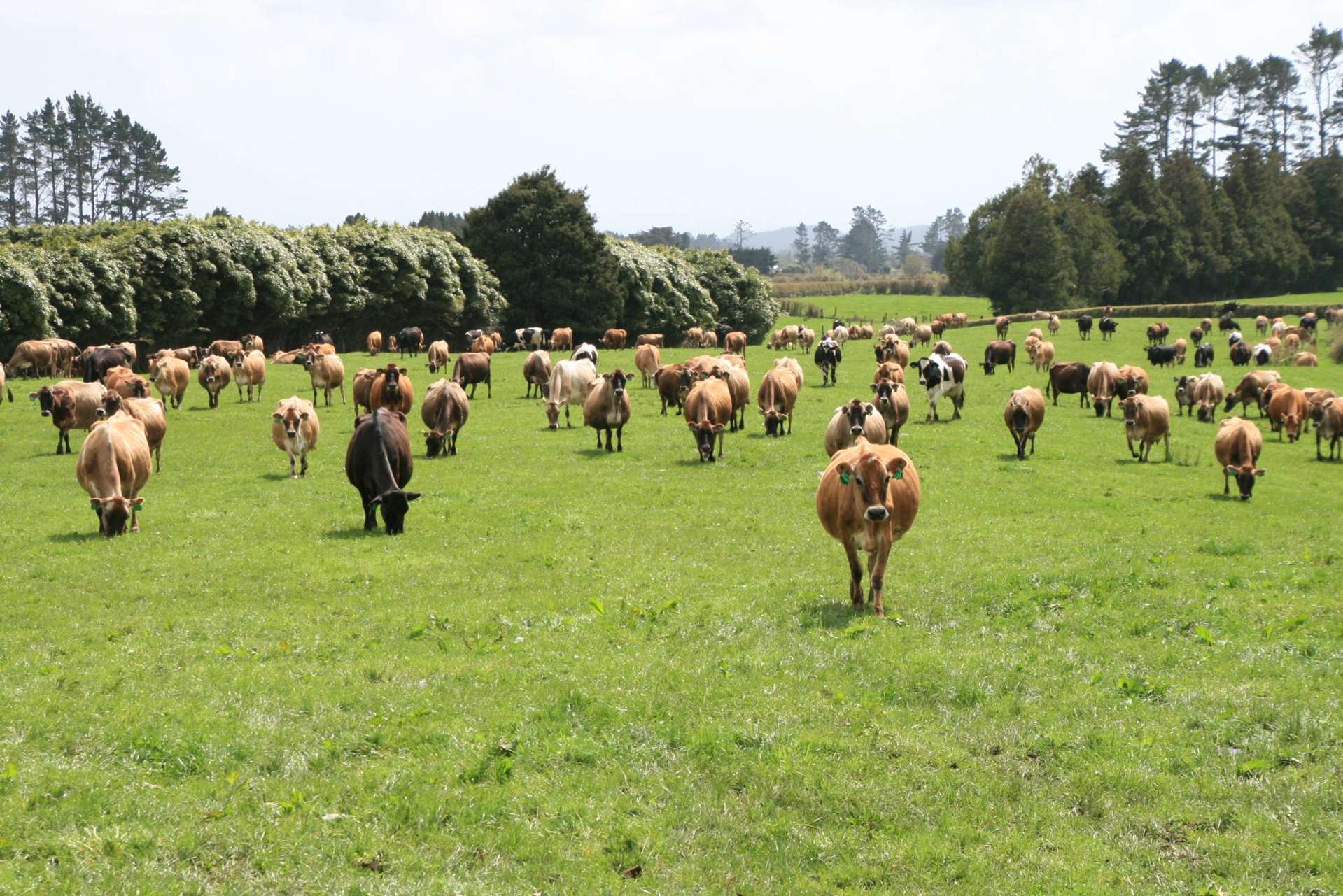 1996 Egmont Road Inglewood_0