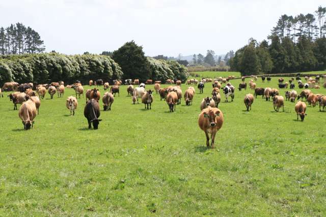 EGMONT ROAD DAIRYING OPPORTUNITY