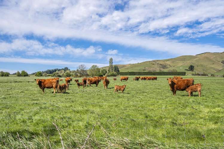 677 Pig Saddle Road_4