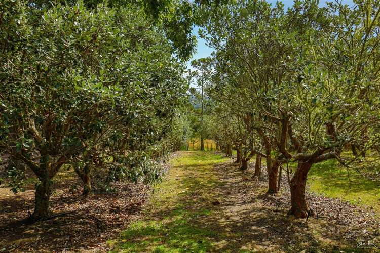 12 Coulter Road Swanson_5