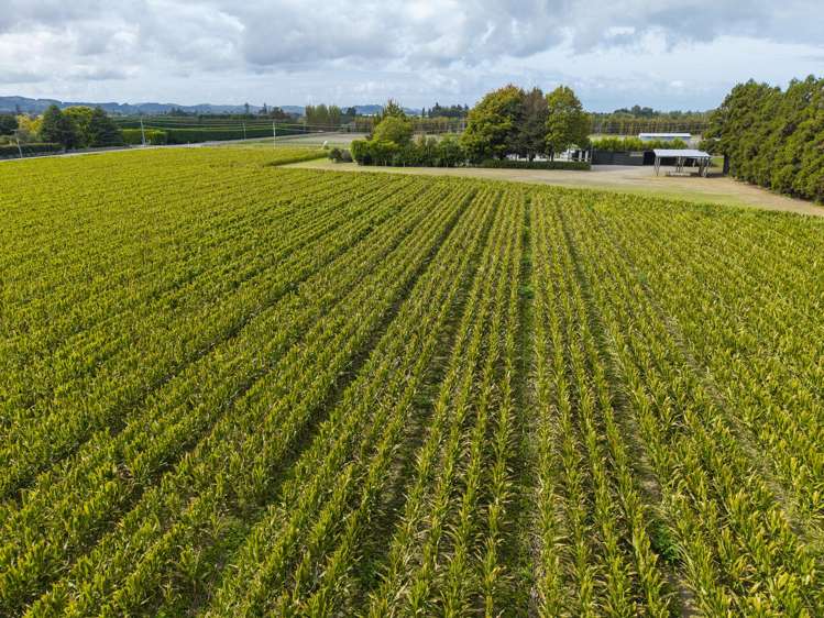 121 Bell Road Matawhero_27