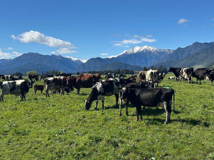 212-222 Municipal Road Kowhitirangi_5