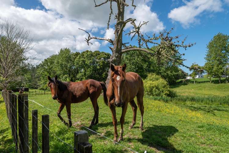 435 Pine Valley Road Dairy Flat_58