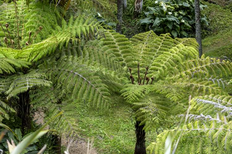 21 Beatty Parade Surfdale_18