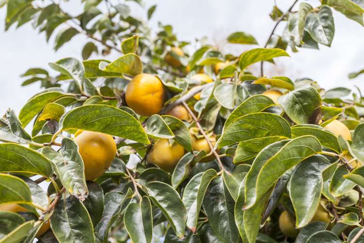 7 Aileen Place Whangamata_6