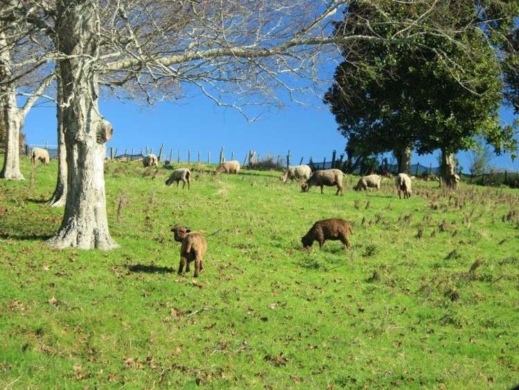 28 Hillcrest Street Tirau_29