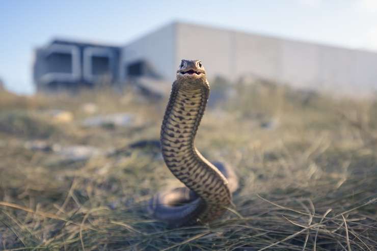 Fleas can be a hazard when selling a home, but at least they won't eat you or poison you. Photo / Getty Images