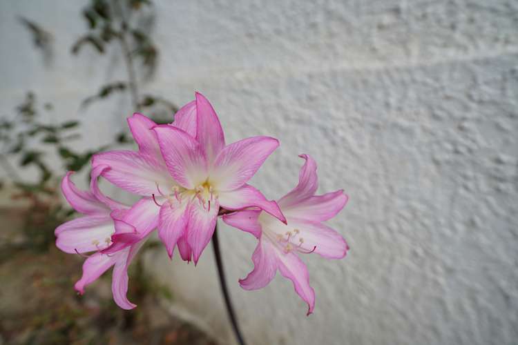 25 Carnarvon Street Glengarry_22