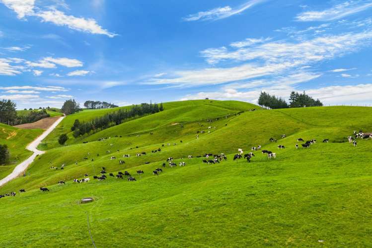 901 Pukehuia Road Tangiteroria_5