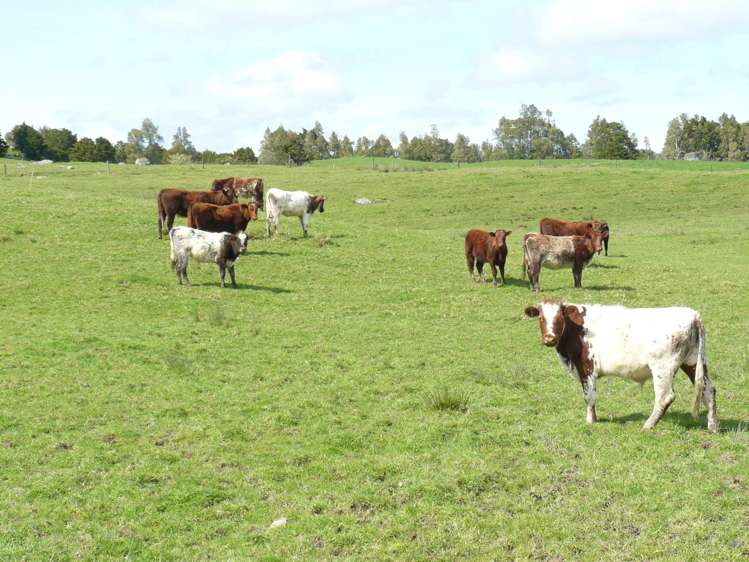 69 Pukepoto Road Okaihau_16