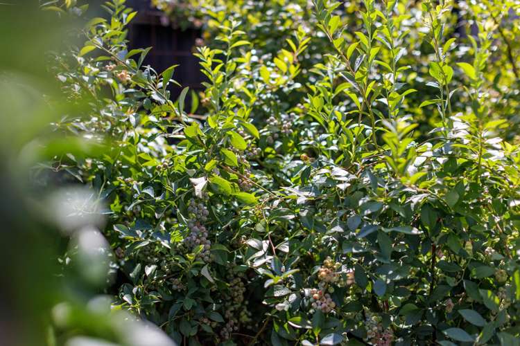 49 Davies Road Wellsford_14