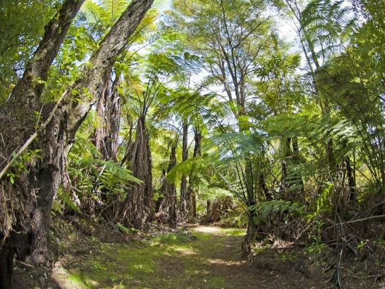 462 Hikuai Settlement Road Hikuai_16