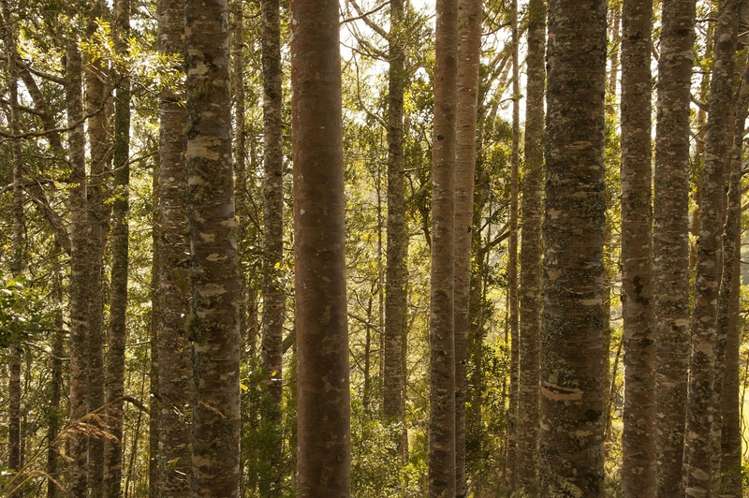 324 Glenmohr Road Waipu_15