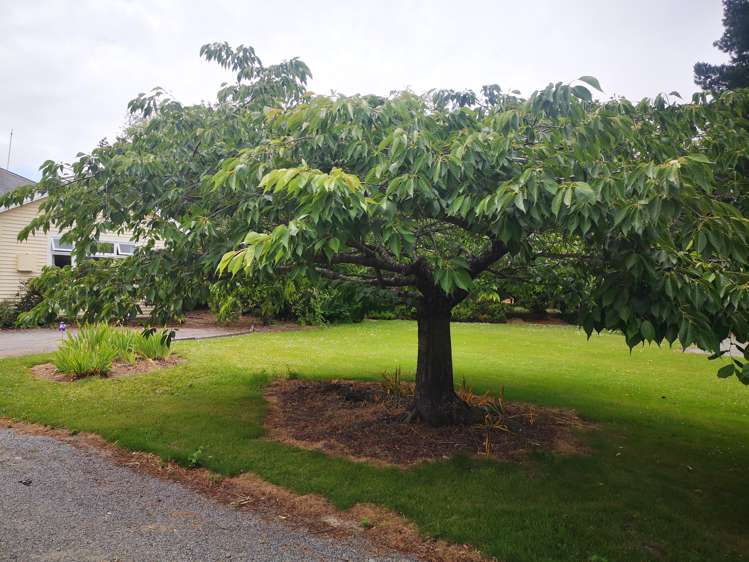 206 Douglas Road Okauia_19