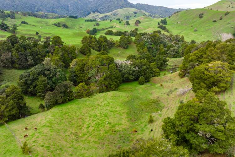 Omana Road Tangiteroria_13