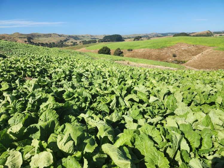 899 Te Akau Road Te Akau_28