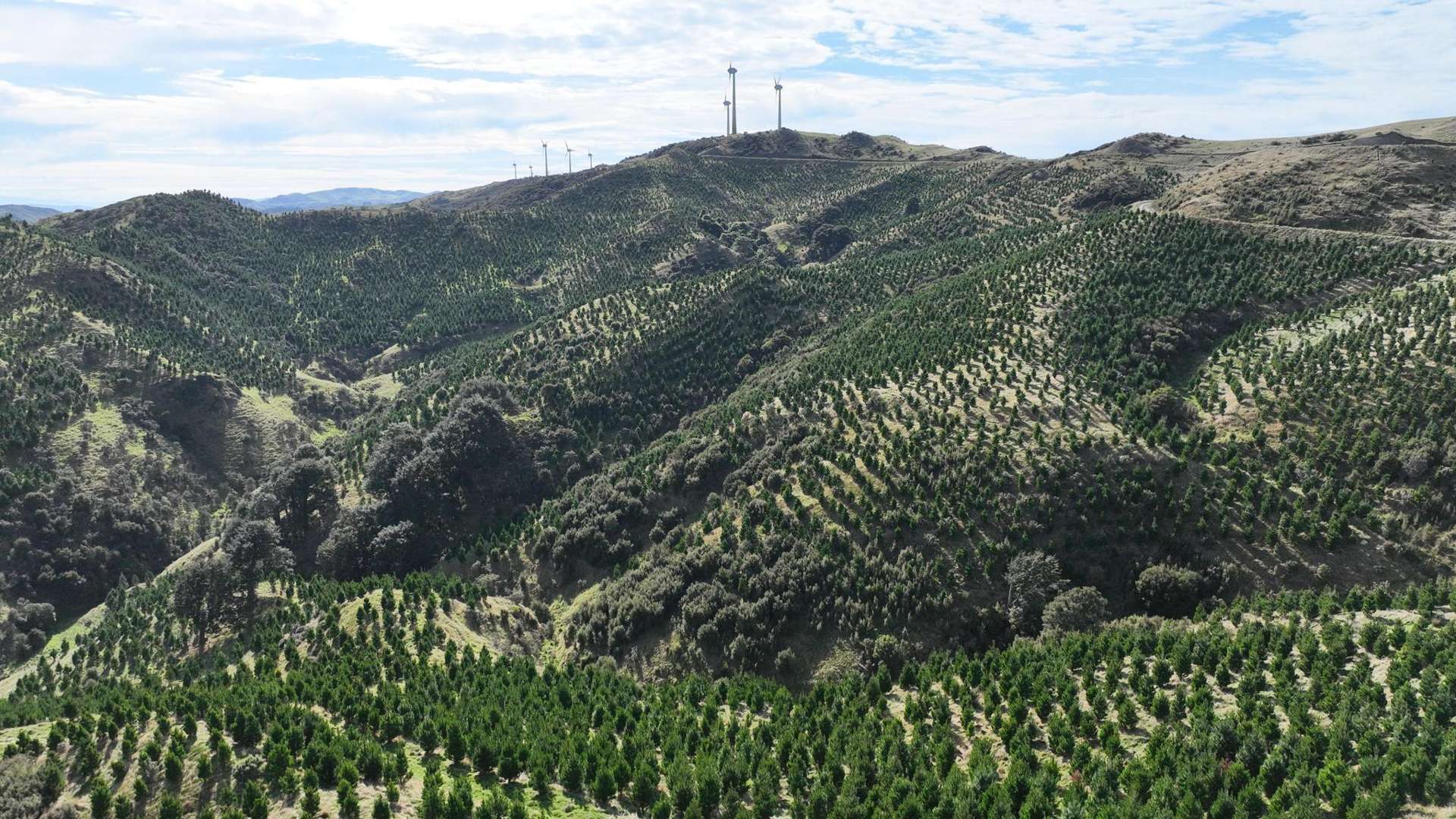 Paruwai Road Ruakokoputuna_0