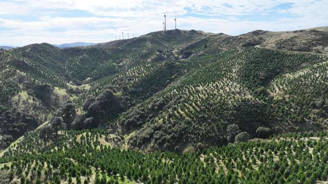 Paruwai Forest – entry level investment