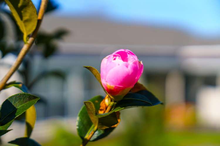 73 Rodney Street Wellsford_5