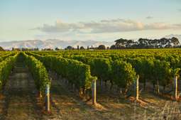 Established vineyard in Marlborough’s renowned Rapaura area