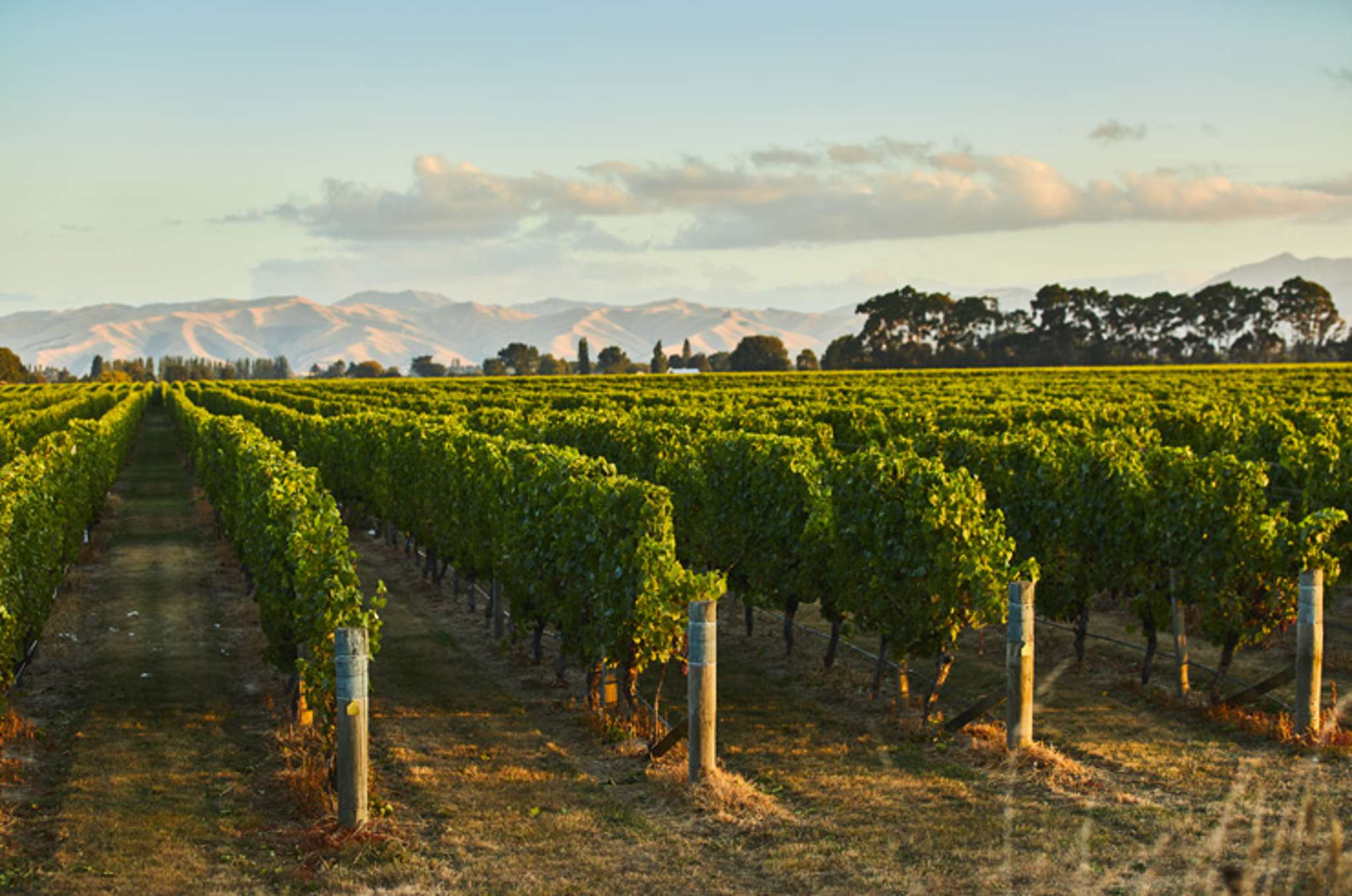 Established vineyard in Marlborough’s renowned Rapaura area