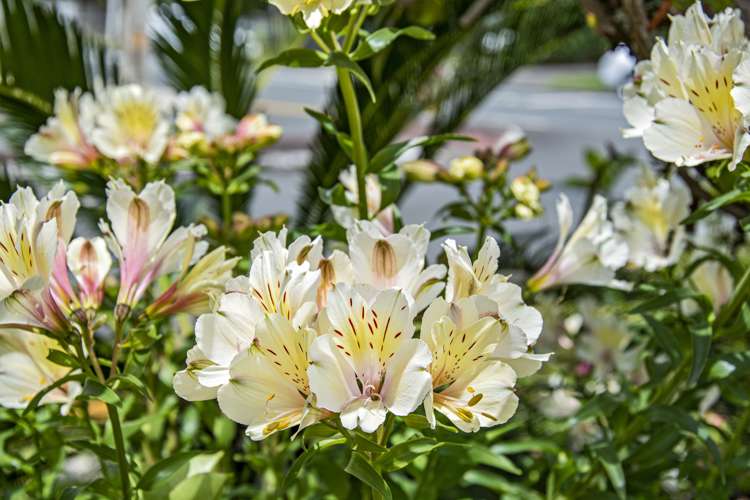 52 Walker Crescent Whau Valley_26