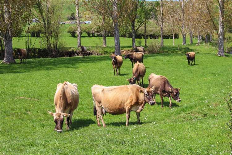 65 Willows Road Waihi_15