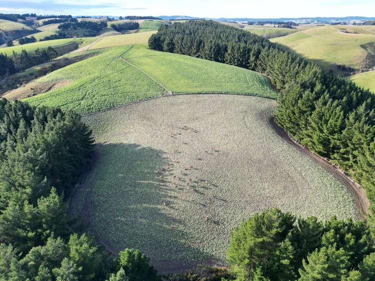 92 Cameron Road Hillend_21