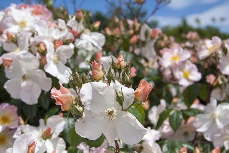 47 Menin Road Raumati South_22